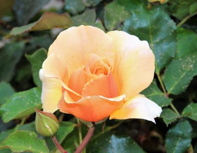 Rose Rose- Yan Yean Cemetery